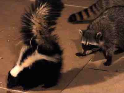 Характерная стойка скунса - предупреждение перед атакой