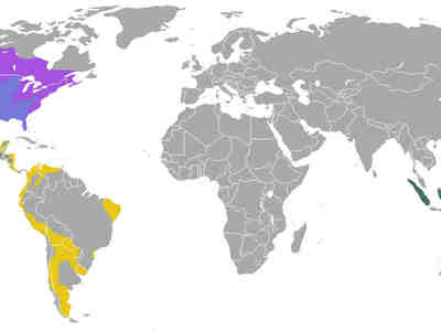 Места обитания скунсов